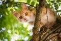 Red cat is sitting on a tree. scared look. Royalty Free Stock Photo