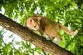 Red cat is sitting on a tree. scared look. Royalty Free Stock Photo