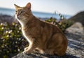 Red cat sitting on the wall near the sea Royalty Free Stock Photo
