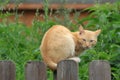 Red cat sitting on a wooden fence and looks Royalty Free Stock Photo