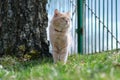 A light red fluffy cat is standing near a tree.