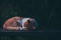Red cat sleeping on a bench.Pet Royalty Free Stock Photo