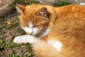 Red cat sleeping on grass in the sun Royalty Free Stock Photo