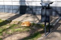 Red cat sleeping on grass in the sun and trash can Royalty Free Stock Photo