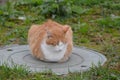 Red cat sleeping on the green grass Royalty Free Stock Photo