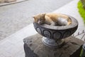 Red cat is sleeping in a grey stone vase