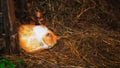 Red cat sleeping on the hay. Royalty Free Stock Photo