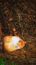 Red cat sleeping on the hay. Royalty Free Stock Photo