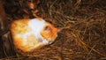 Red cat sleeping on the hay. Close-up. Royalty Free Stock Photo