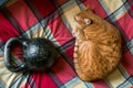 Red cat, sleeping near the standard 16-kg cast iron kettlebell. Royalty Free Stock Photo