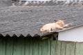 Red cat sleeping on the roof of a house in the village Royalty Free Stock Photo