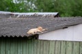 Red cat sleeping on the roof of a house in the village Royalty Free Stock Photo