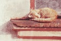 red cat is sleeping under the warm rays of the summer sun Royalty Free Stock Photo