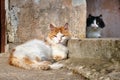 Red cat sleeping under the sun and black cat in the shade Royalty Free Stock Photo
