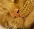 Red cat sleeping on a white background Royalty Free Stock Photo