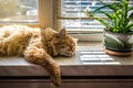 Red cat sleeping on the windowsill Royalty Free Stock Photo