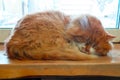 the Red cat sleeping on the windowsill Royalty Free Stock Photo