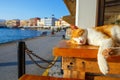 Red cat sleeps on a bench Royalty Free Stock Photo