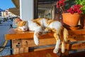 Red cat sleeps on a bench Royalty Free Stock Photo