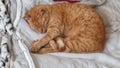 Red cat sleeps on a blanket, pets, animal