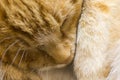 Red cat sleeps close up Royalty Free Stock Photo