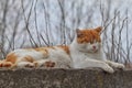 Red cat sleeps on a concrete surface in dull autumn weather