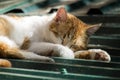 Red cat sleeps sweet on the roof covering his nose with his paw