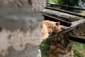 A red cat sleeps on the roof slabs in the village. Royalty Free Stock Photo