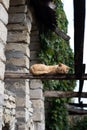 A red cat sleeps on the roof slabs in the village. Royalty Free Stock Photo