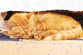 The red cat sleeps under the bench Royalty Free Stock Photo