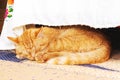 The red cat sleeps under the bench Royalty Free Stock Photo