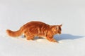 Red cat slinks on a snow Royalty Free Stock Photo