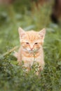red kitten in green grass Royalty Free Stock Photo