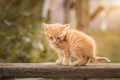 red kitten in green grass Royalty Free Stock Photo