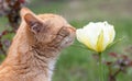 Red cat smells like a tulip. Close-up portrait of a cute orange beautiful cat smelling flowers in the garden. Beautiful natural Royalty Free Stock Photo