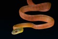 Red cat snake / Boiga nigriceps Royalty Free Stock Photo