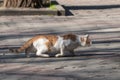 red cat sneaks hunting in a city park