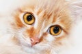 Red cat snout closeup Royalty Free Stock Photo