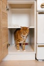 Red cat is standing in a kitchen cabinet Royalty Free Stock Photo