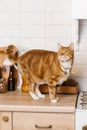 Red cat is standing on a wooden counter in a kitchen Royalty Free Stock Photo