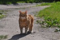 Red cat stands on a country road Royalty Free Stock Photo