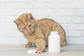 Red cat stealing medicine capsules beside a open pill bottle. Royalty Free Stock Photo