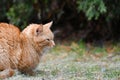 Red cat on the street basking in the sun Royalty Free Stock Photo