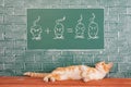 Red cat studying the science of hunting with the help of mathematical examples. Educational idea