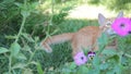 Red cat summer grass outdoor, sun