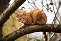 Red cat on tree branch. Generate Ai Royalty Free Stock Photo