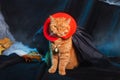 Cat vampire on black background. Halloween theme. Royalty Free Stock Photo