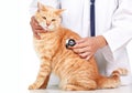 Red cat with veterinarian doctor. Royalty Free Stock Photo