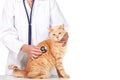 Red cat with veterinarian doctor. Royalty Free Stock Photo