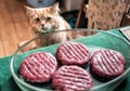 Red cat is waiting for the meat cutlets Royalty Free Stock Photo
